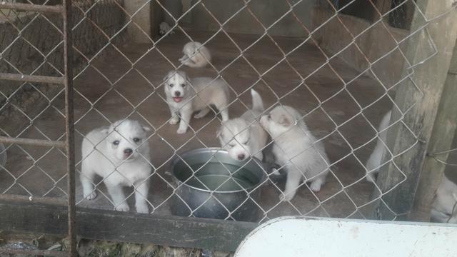 Husky filhote com pedigree - Foto 5