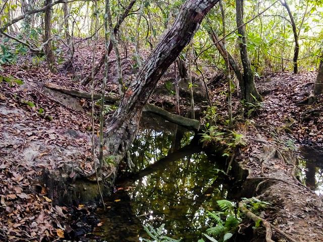 Vende-se uma chácara em Poconé, 50 hectares - Foto 3