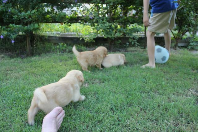 Filhotes TOP's de Golden Retriever com Pedigree! - Foto 5
