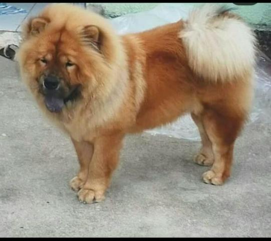 Chow chow