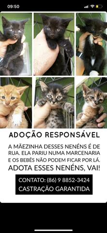 Gatos para Adoção