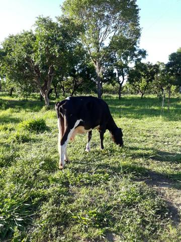 Àrea, Chácara 30.000m2, Aparecida de Goiânia, Madre Germana - Foto 3