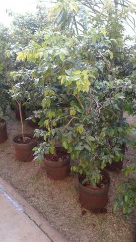 Montamos pomar chacará e fazenda, muitas frutíferas produzindo- grama e mudas eucalipto - Foto 2