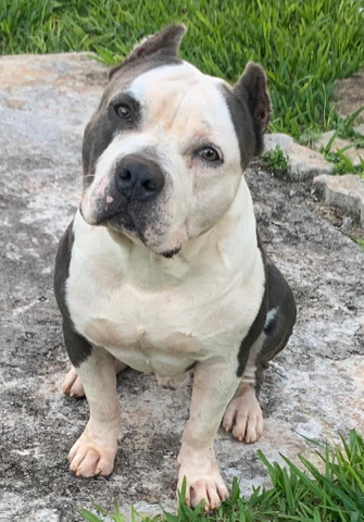 Amstaff disponível para cobertura - Foto 2