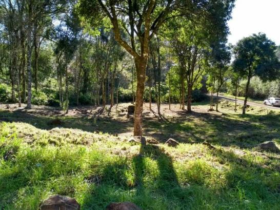Terreno - Bairro Vale dos Pinheiros - Foto 3