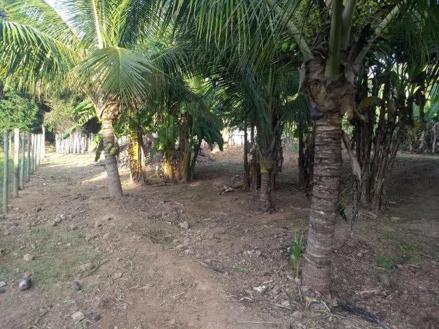 Vende se chácara - Foto 4