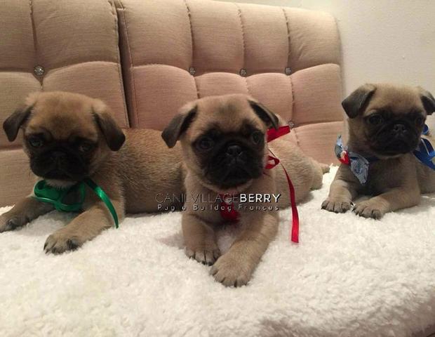 Pug com carterinha de vacinação