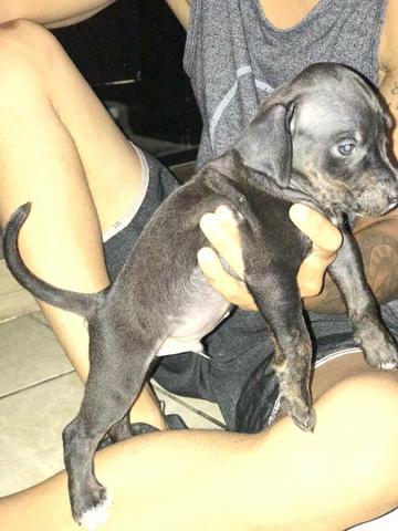 Waimaraner com labrador - Foto 4
