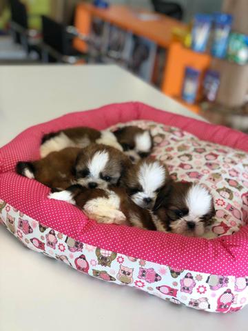 Escolha seu Shihtzu na melhor, na babyspet!