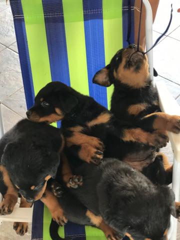 Rottweiler - Foto 3