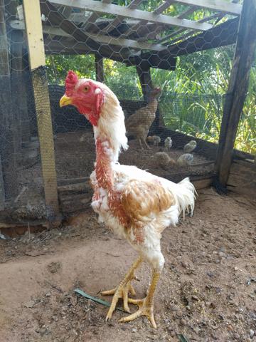 Galo índio gigante - Foto 4