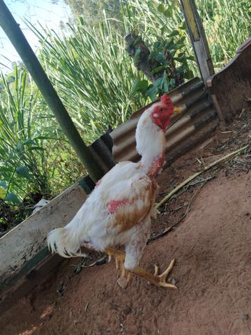 Galo índio gigante - Foto 5