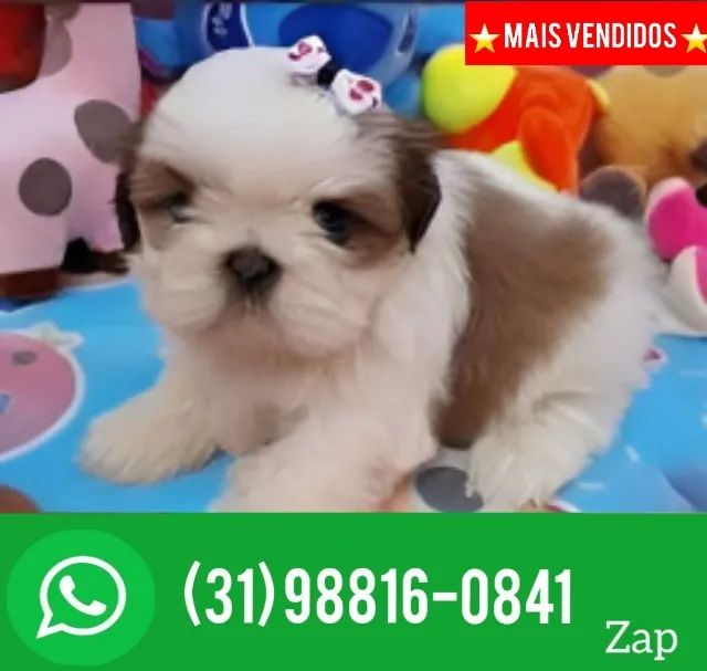 Shih tzu clearance mini olx