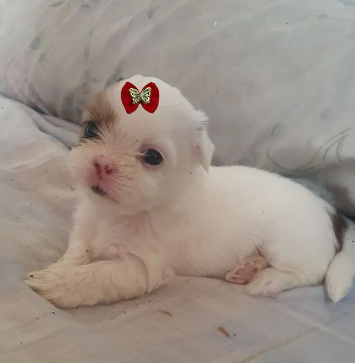 Linda menina de shituz micro  - Foto 2