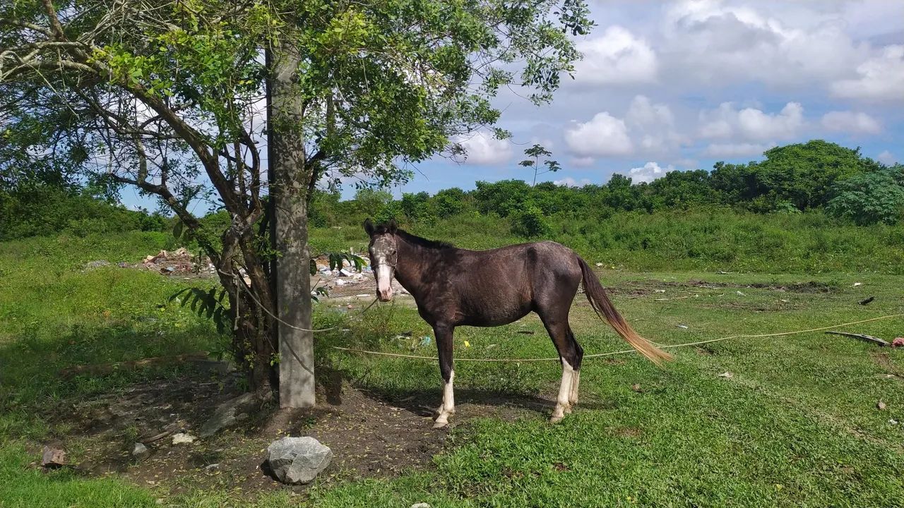 Cavalo Dócil  - Foto 4