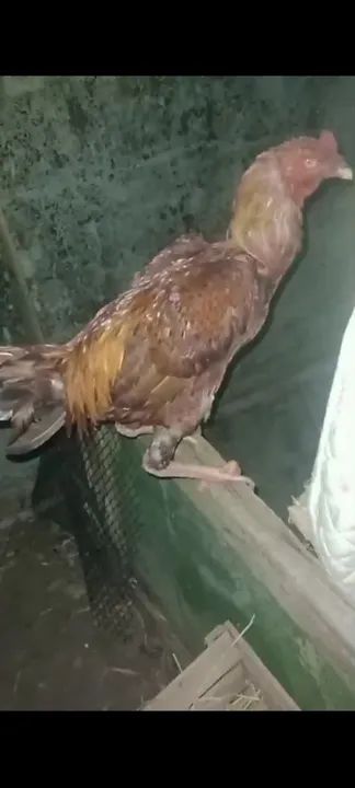 Frango e galinha caipira - Foto 3