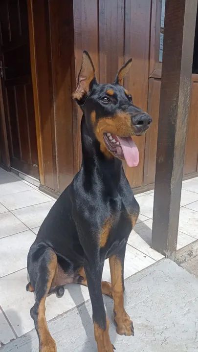 Doberman  - Foto 5
