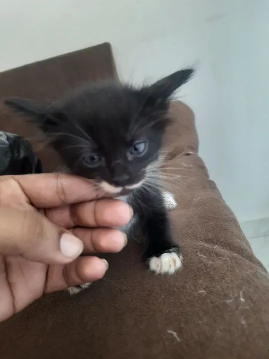 Gatinhos para doação 