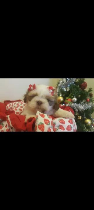 Lindos bebês Shitzu perfeitos com vacina importada de melhor qualidade  - Foto 5