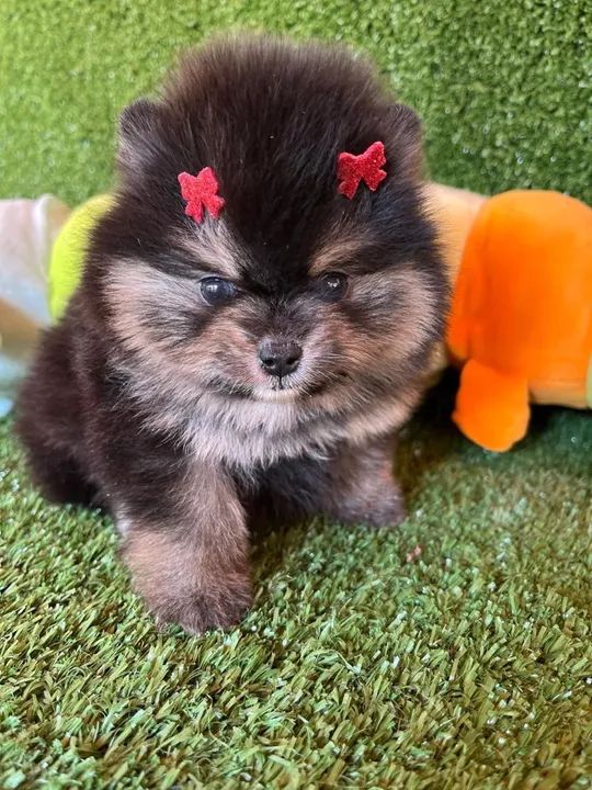 Filhote de Pomerania - Lulu Fêmea