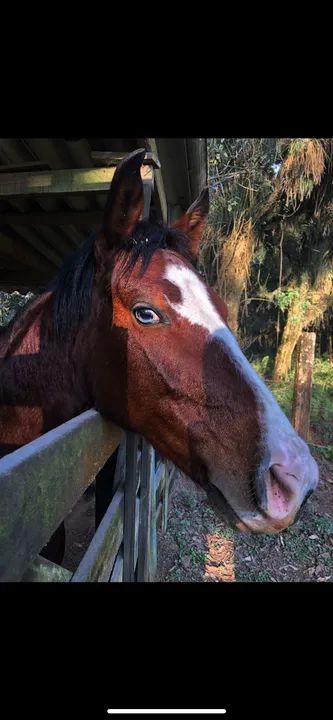 CAVALO CRIOULO OLHO AZUL - Foto 5