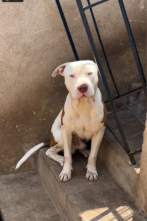 Pitbull filhote disponível para adoção