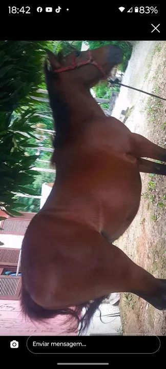 Cavalo para doma - Foto 5