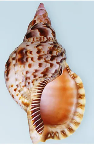 Purple sea shell bra  Brincos de conchas, Arte com conchas, Festa