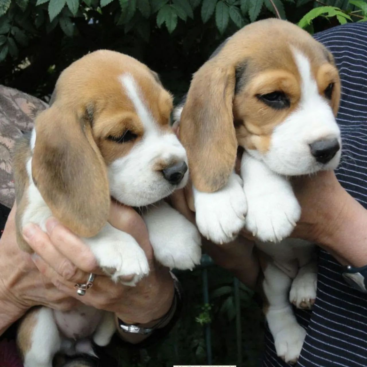 Beagle fêmea e macho a pronta entrega 