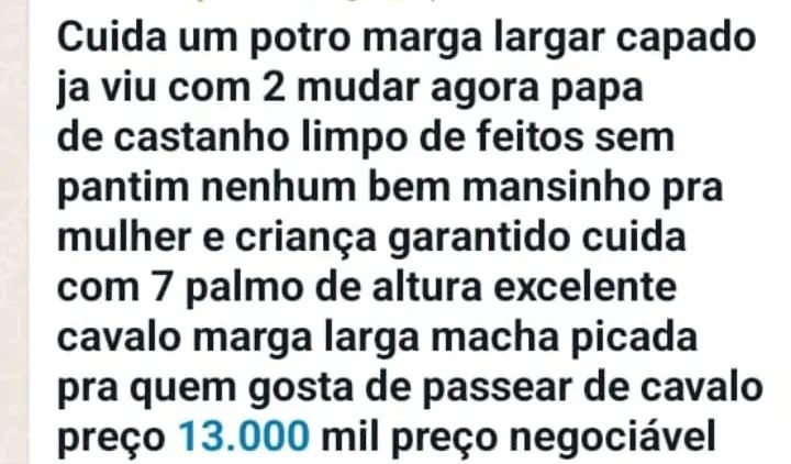 Cavalo de passada manso  - Foto 6