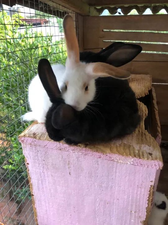 Vendo filhote coelho R$60,00 - Foto 2