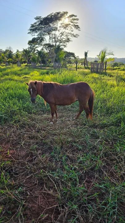 Mini pôneis  - Foto 2