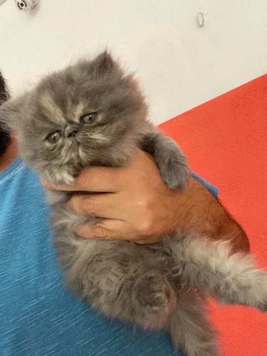 Persa 2 meses  - Foto 2