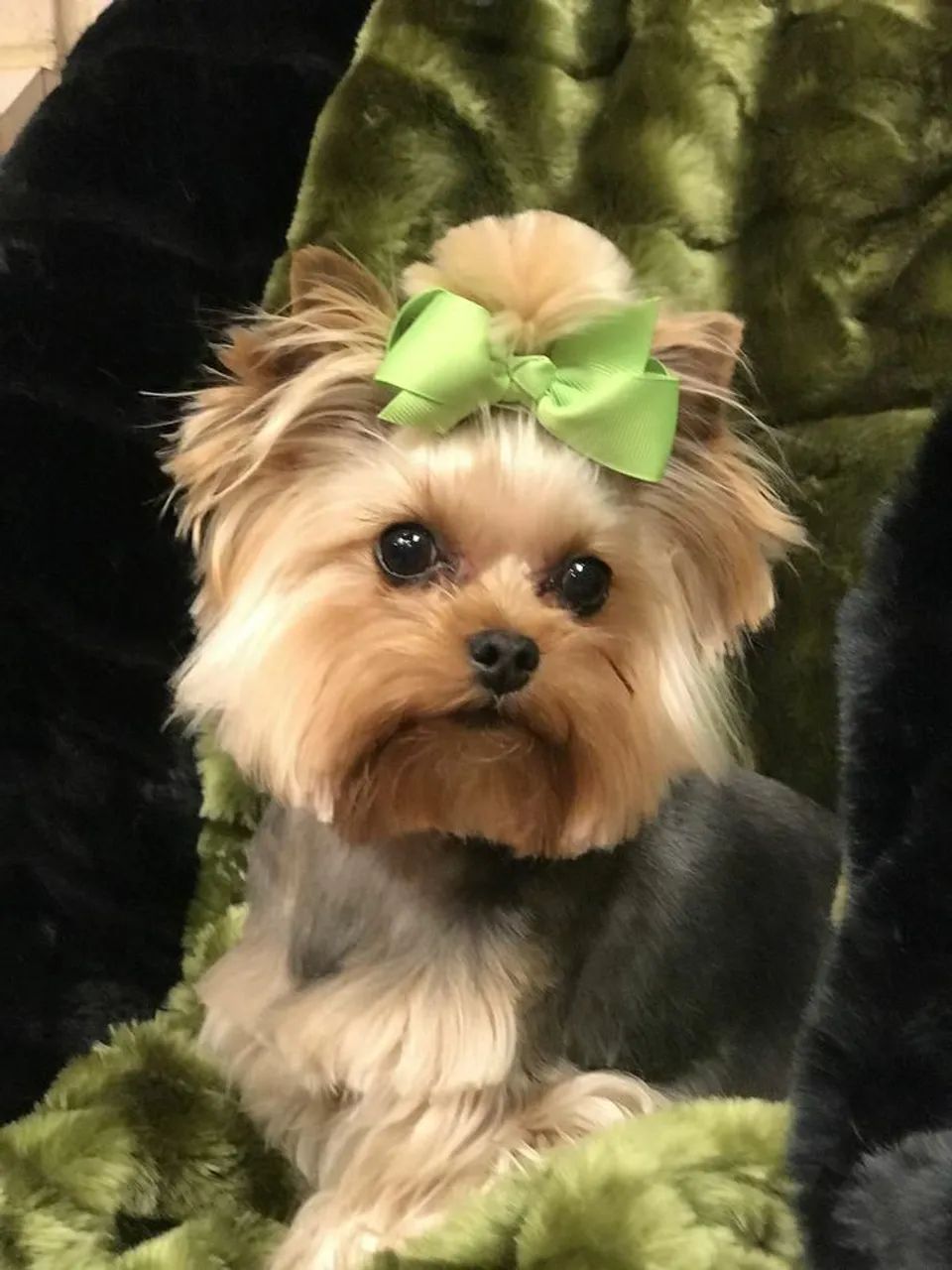 Yorkshire Terrier Fêmea com Laços 