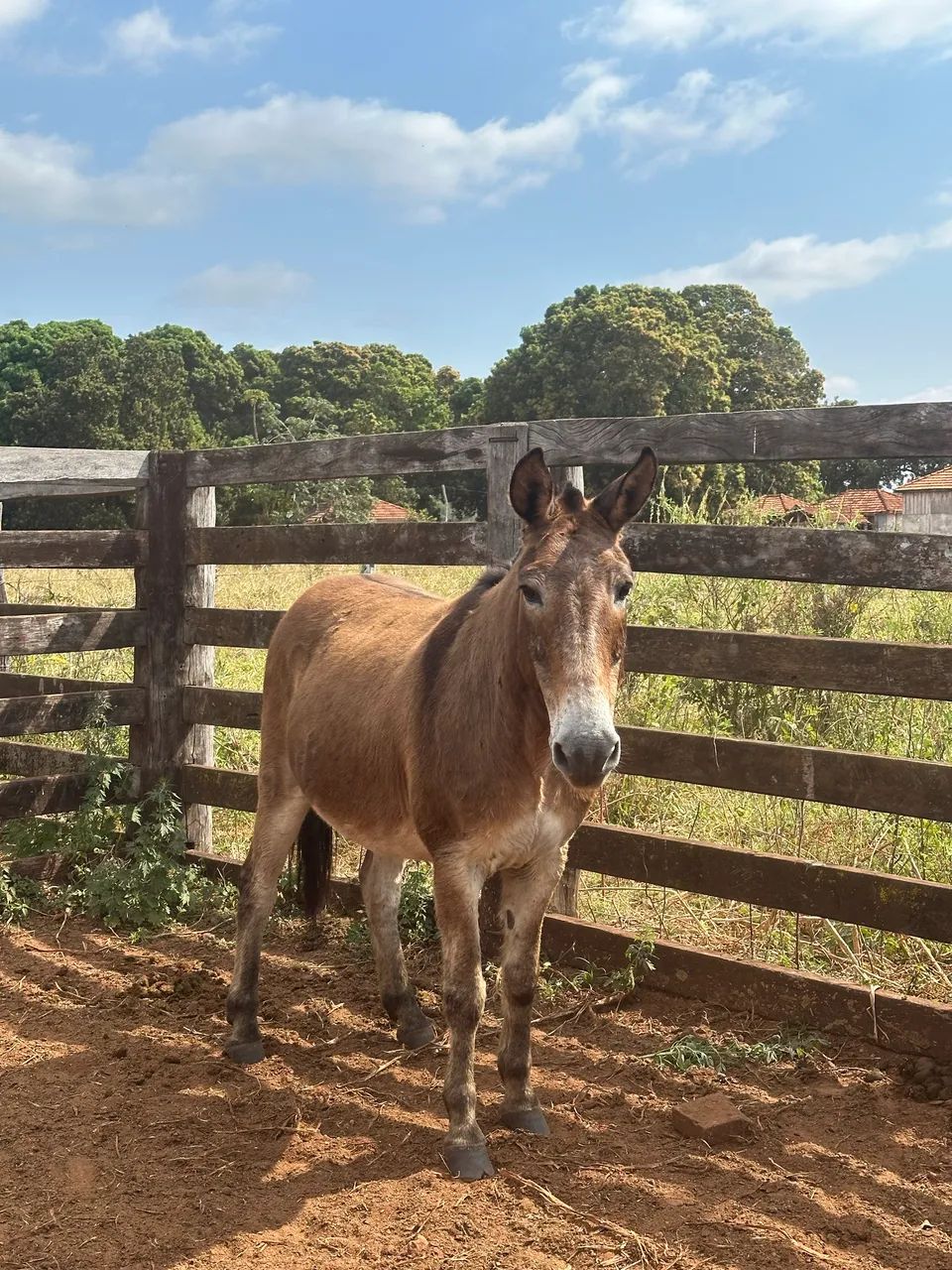 Mula e burro mansos - Foto 2
