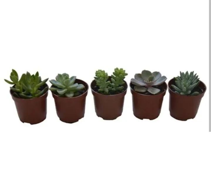 Vaso de planta