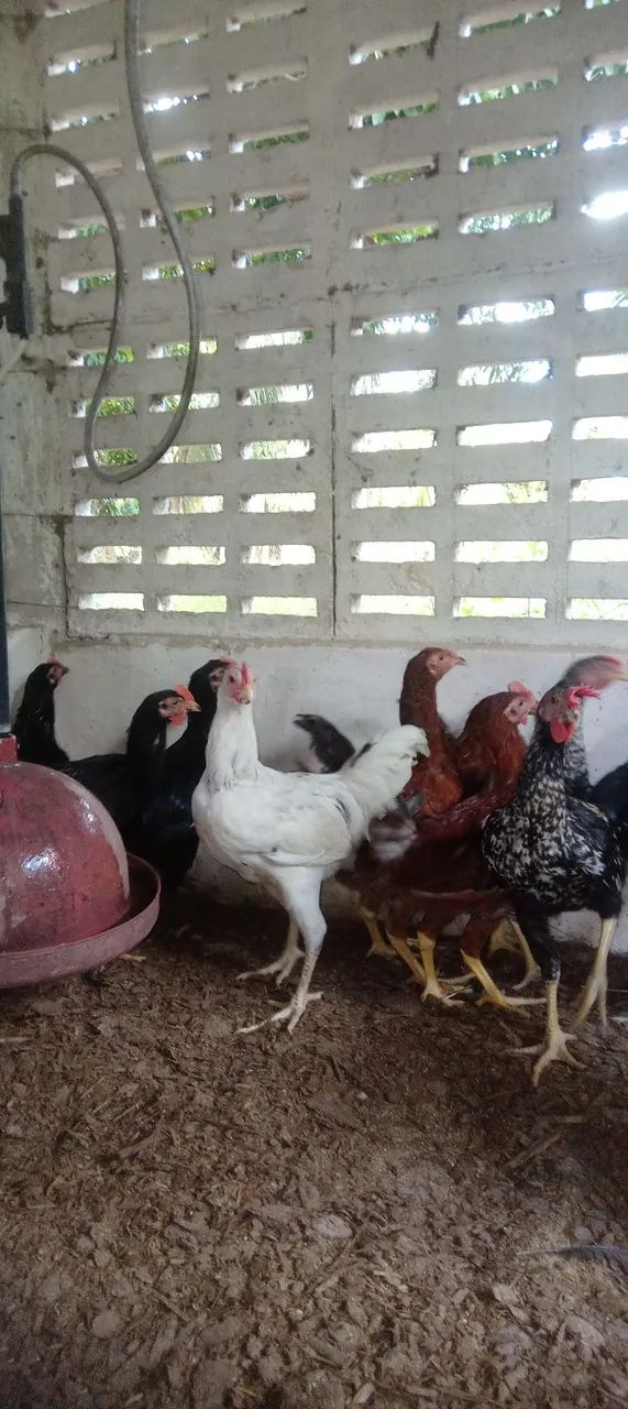 Pintinhos e frango caipira.  - Foto 3