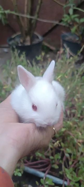 Mini coelho / Netherlands coelho anão 