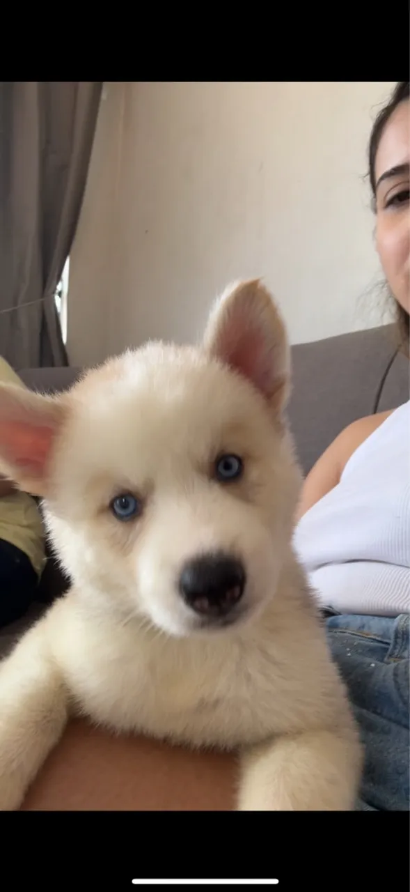 Filhote de Husky Siberiano - Olhos Azuis