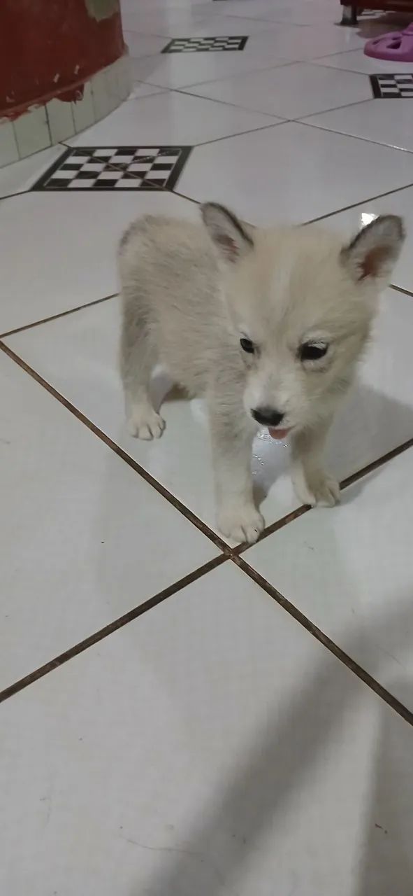 Filhote Husky Siberiano 250