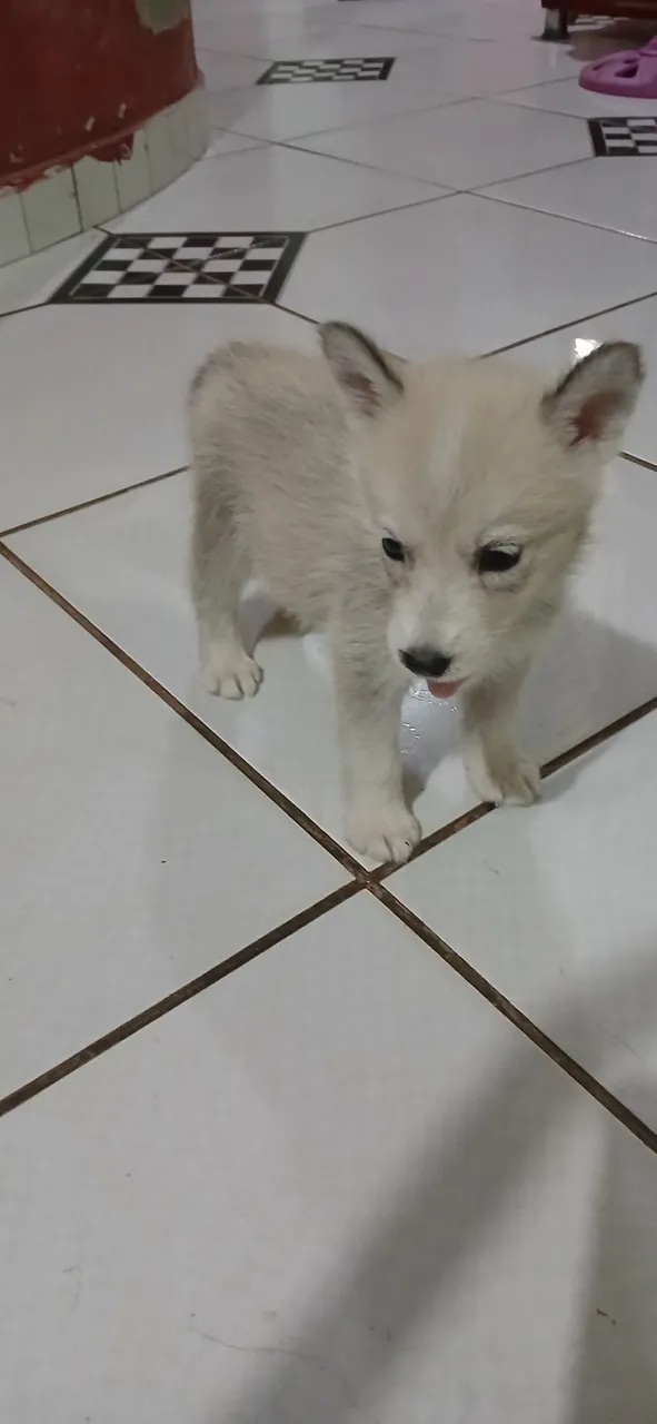 Filhote Husky Siberiano 500