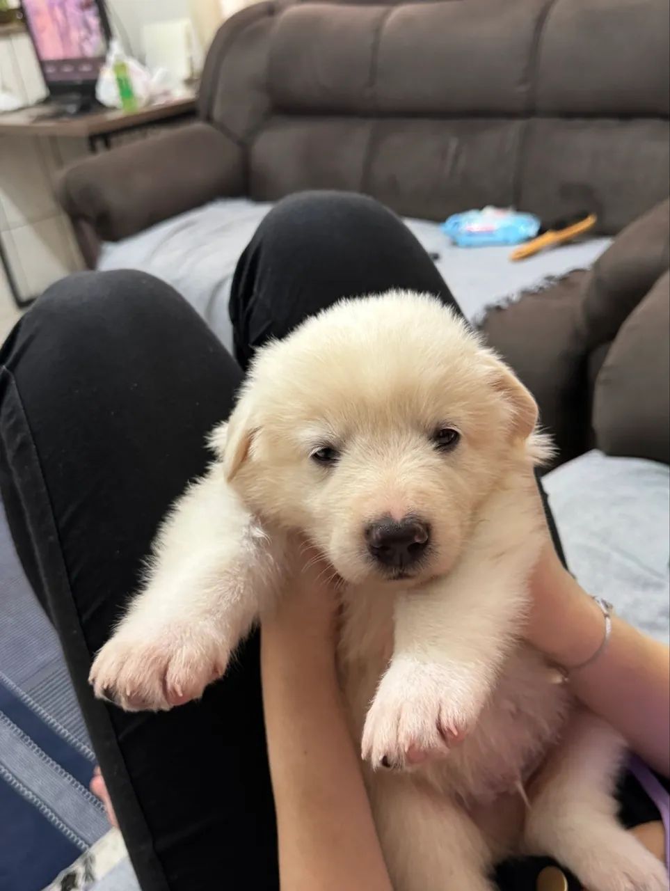 Filhotes Pastor Maremano Abruzês