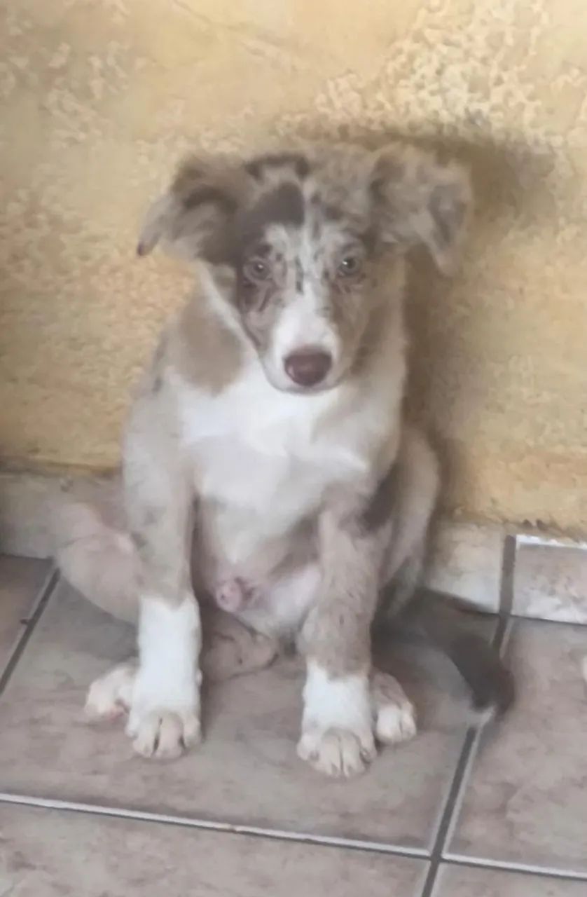 Border collie(Black Friday de machos) - Foto 2