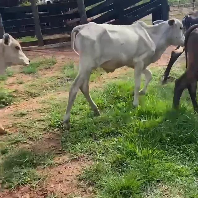 Bezerros Muito bons para vender hoje - Foto 4