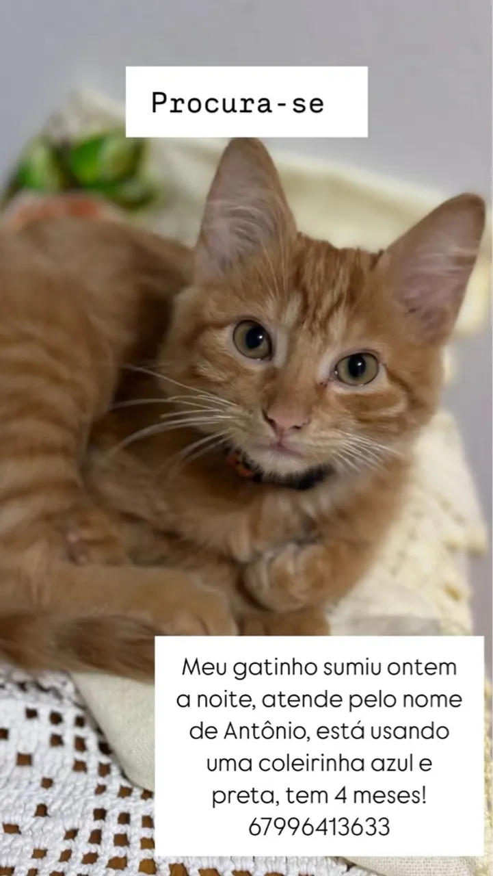 Gato perdido: Antônio, 4 meses, coleira azul e preta - Ajude a encontrar!