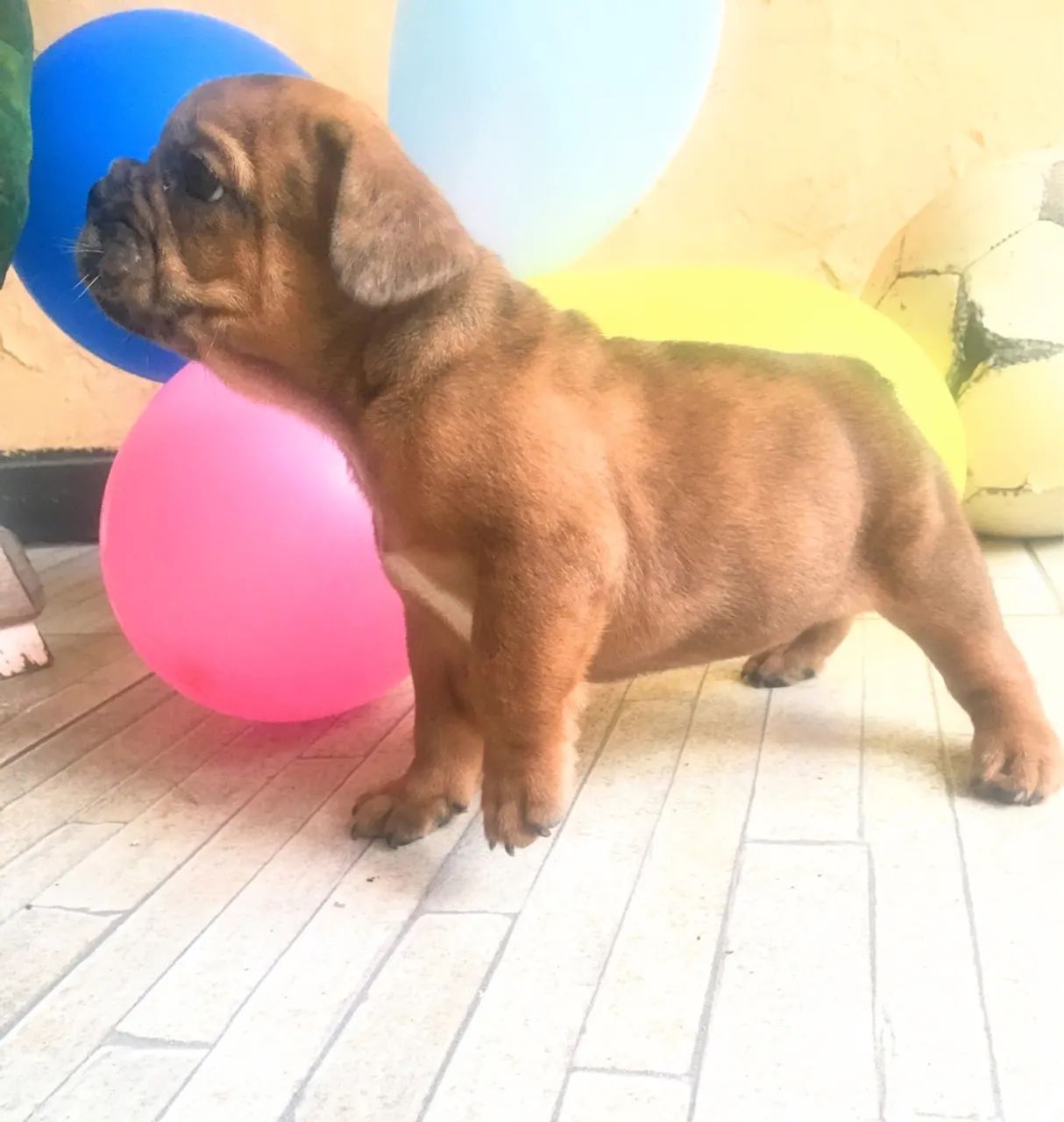 Filhote de Bulldogue Francês  - Foto 4