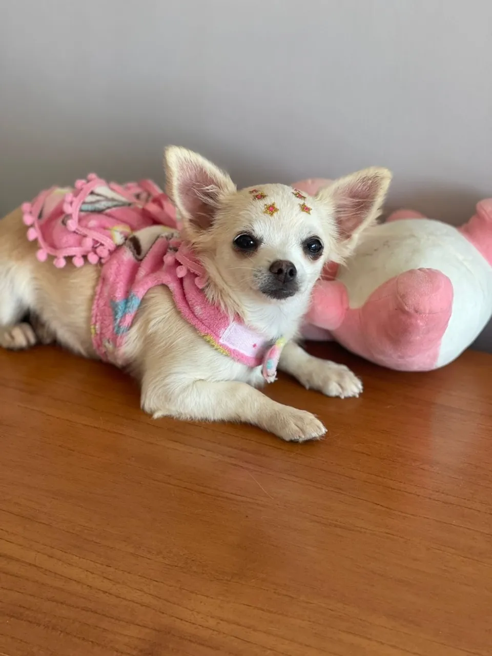 Chihuahua Fêmea - Pedigree CBKC