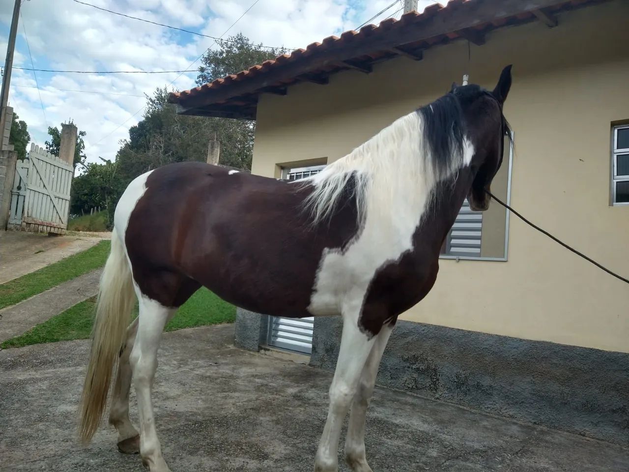 Egua mangalarga-troco - Foto 2