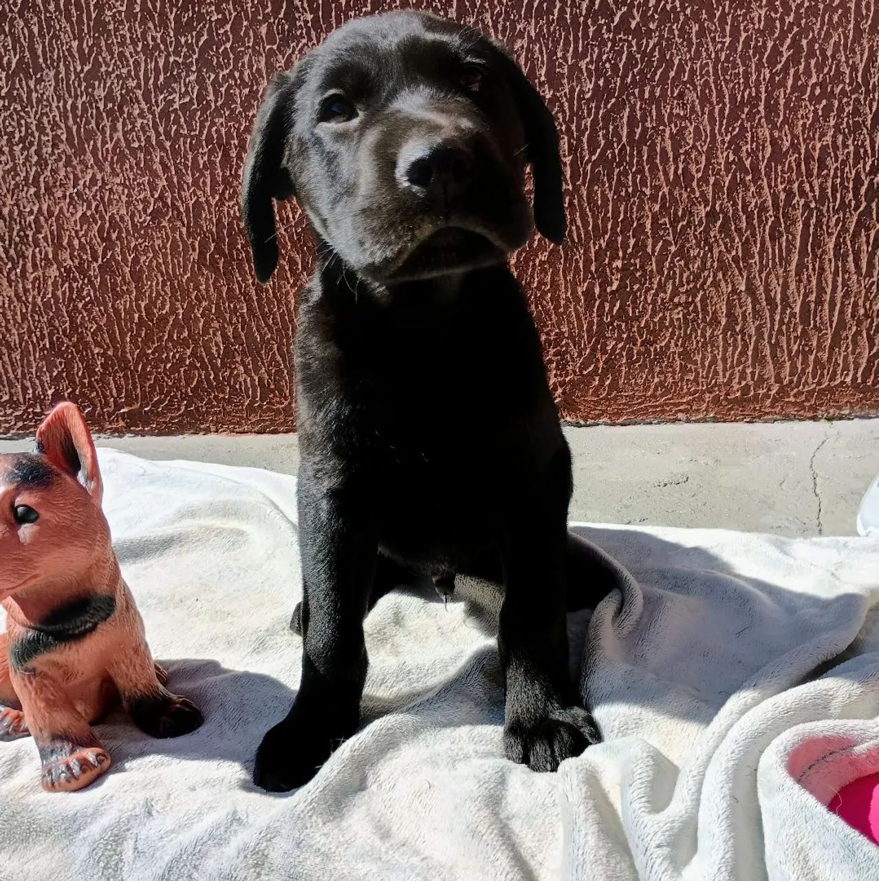 Filhotes de Labrador. Apenas machos! Entregues vacinados e vermifugados!!  - Foto 3