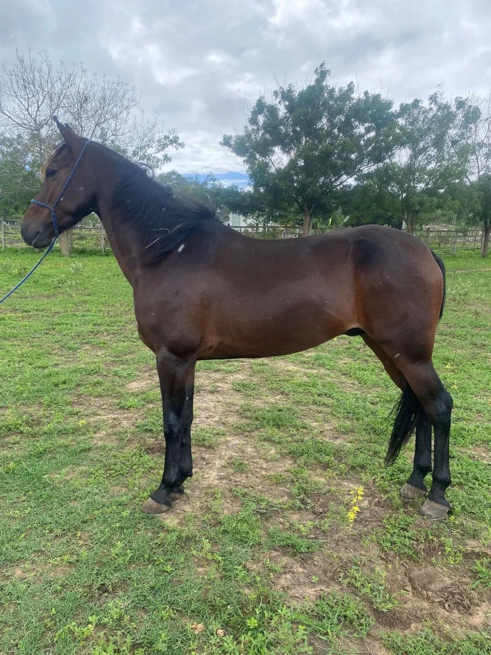 Cavalo Mangalarga Registrado Castrado 